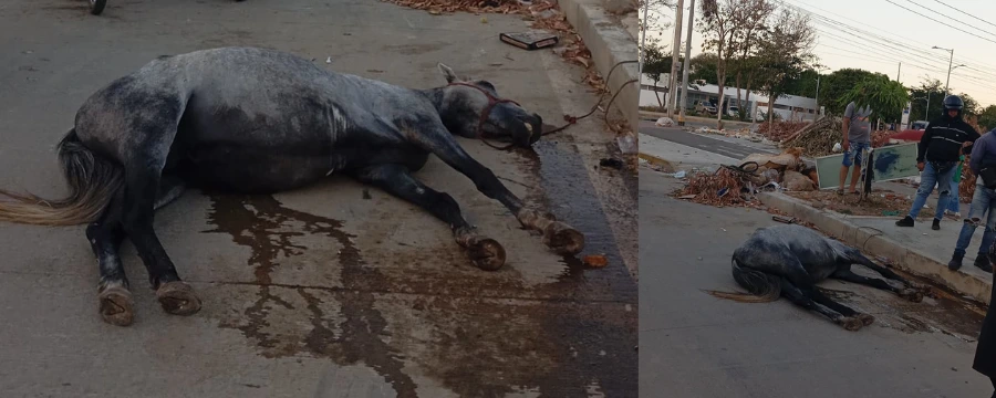 web-Muerte de caballo en Valledupar.