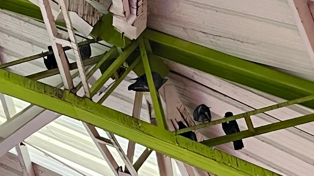 Las palomas han generado inconvenientes en el Coliseo.