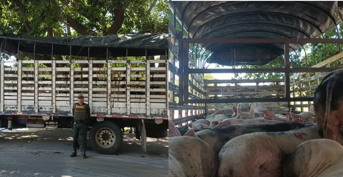 Policía Metropolitana de Valledupar incautó 23 semovientes porcinos que eran movilizados de manera irregular. Foto: Policía.