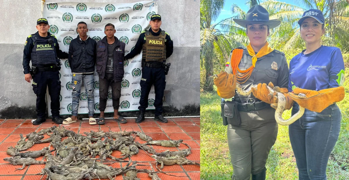 De acuerdo con las autoridades, las 124 iguanas incautadas representan un valor ecológico superior a los 1.000 millones de pesos. Foto: Policía.