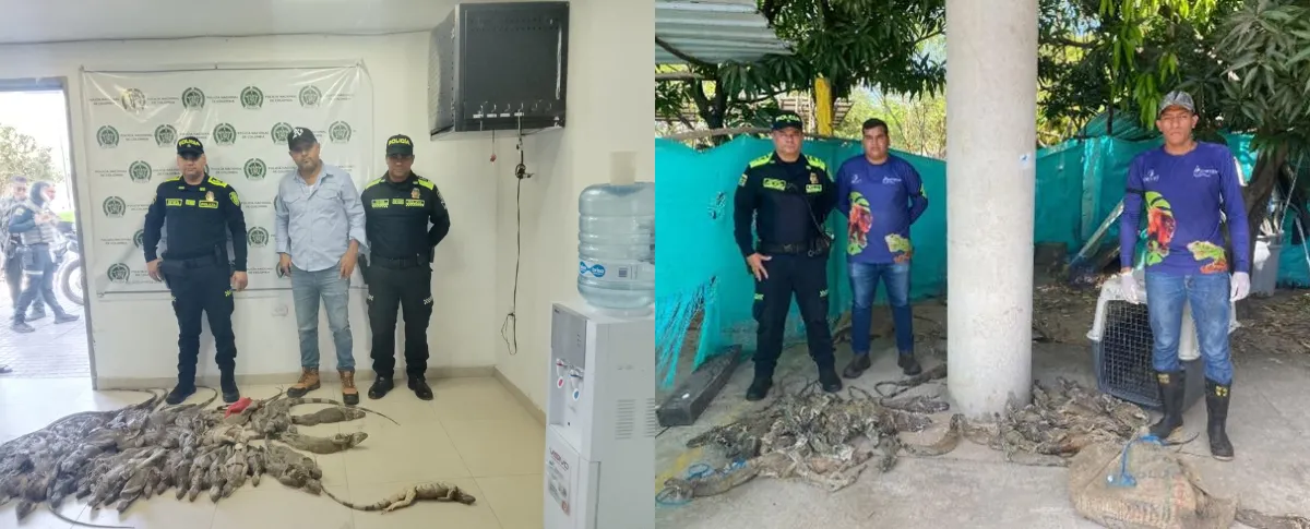 Tras el procedimiento, las iguanas fueron puestas a disposición de la Corporación Autónoma Regional del Cesar (Corpocesar).