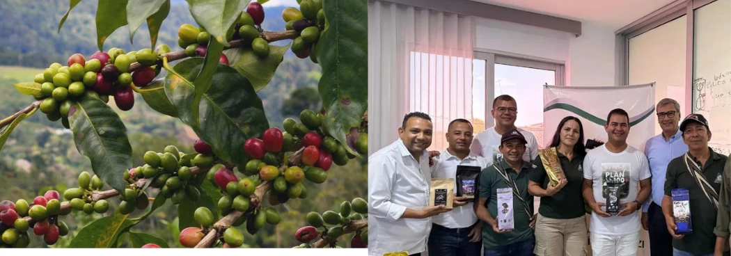 web-Codazzi es el principal productor de café de la región