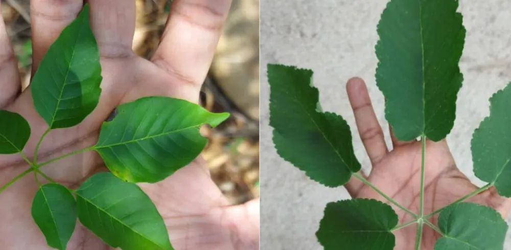 A la izquierda, una hoja de puy; a la derecha, una de cañaguate. Foto: Suministrada/ EL PILÓN.