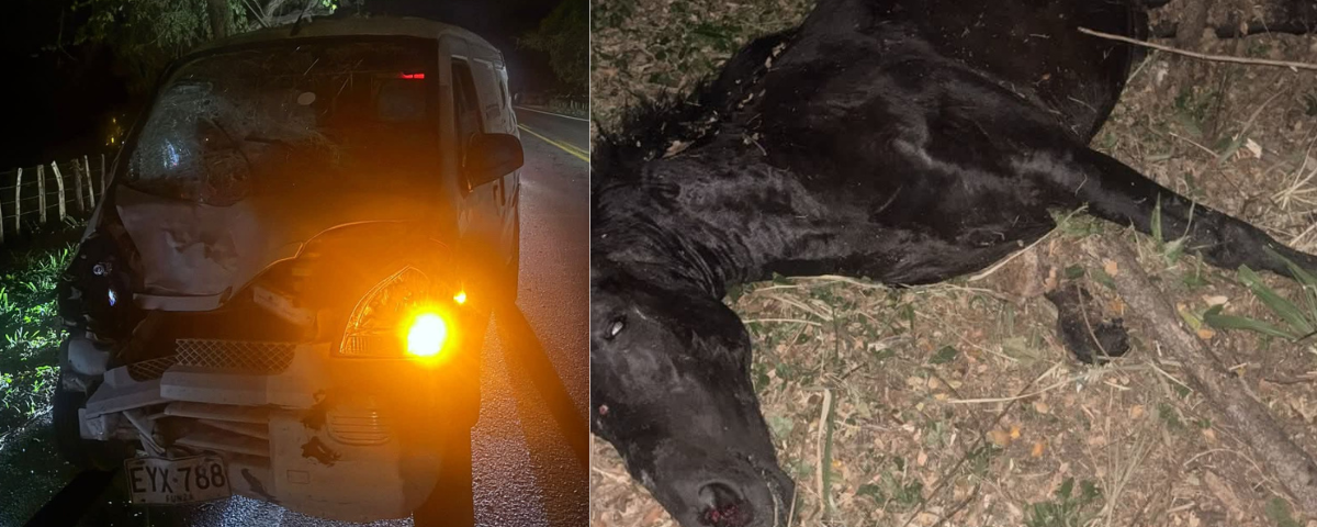 En el lugar quedó sin vida el animal, mientras que hasta el momento no se ha informado oficialmente sobre personas lesionadas ni la gravedad de posibles heridas del conductor.