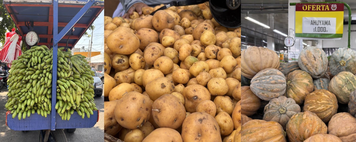 Guineo, papa y auyama como alternativas económicas. Foto: EL PILÓN.