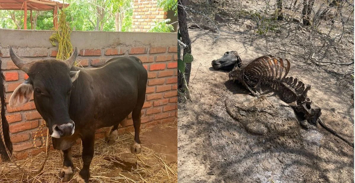 Zona del restaurante Cerro Murillo, donde fueron sacrificados los animales de exhibición tras el hurto. Foto: cortesía.