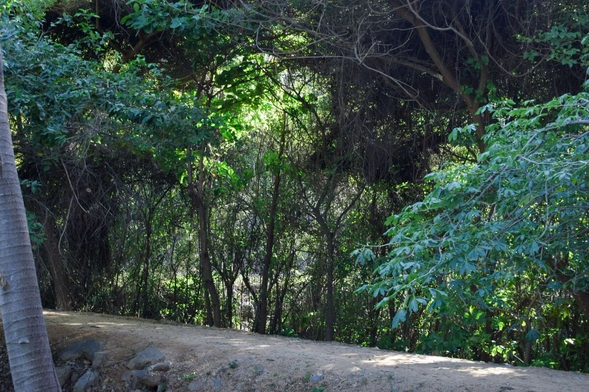 Afloramiento de aguas en el humedal El Eneal, rodeado por viviendas en zona de invasión y residuos sólidos que se acumulan en su ronda hídrica, evidencia de la presión urbana y del incumplimiento de las medidas de protección ordenadas desde 2005. Foto: Said Armenta.