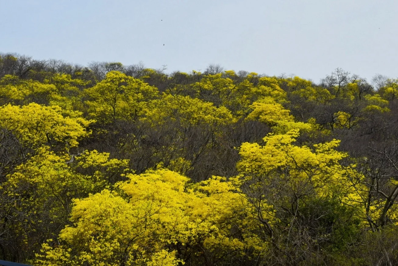 Pese a los incendios forestales reportados en enero, la naturaleza resiste en la Sierra Nevada. Expertos advierten que el fuego sigue siendo la principal amenaza para esta especie nativa. Foto: SAID ARMENTA/ EL PILÓN.