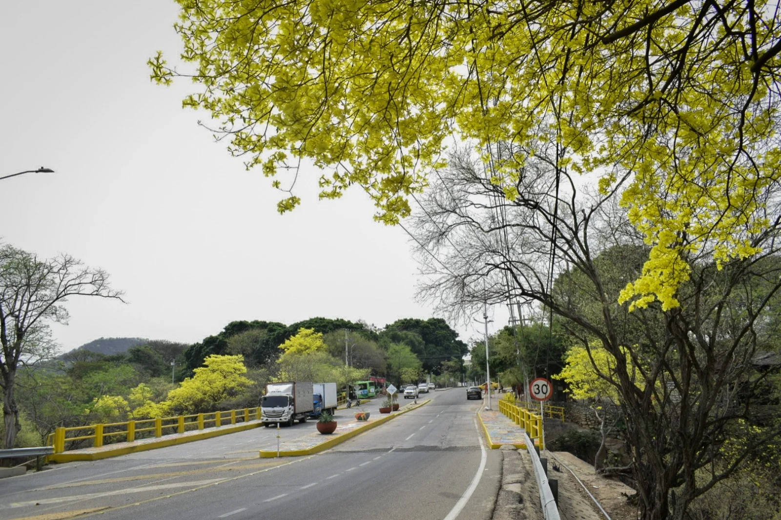Las "alfombras amarillas" ya adornan los andenes de la capital del Cesar. A diferencia del cañahuate, el puy requiere del estímulo del agua para abrir sus yemas florales. Foto: SAID ARMENTA/ EL PILÓN.