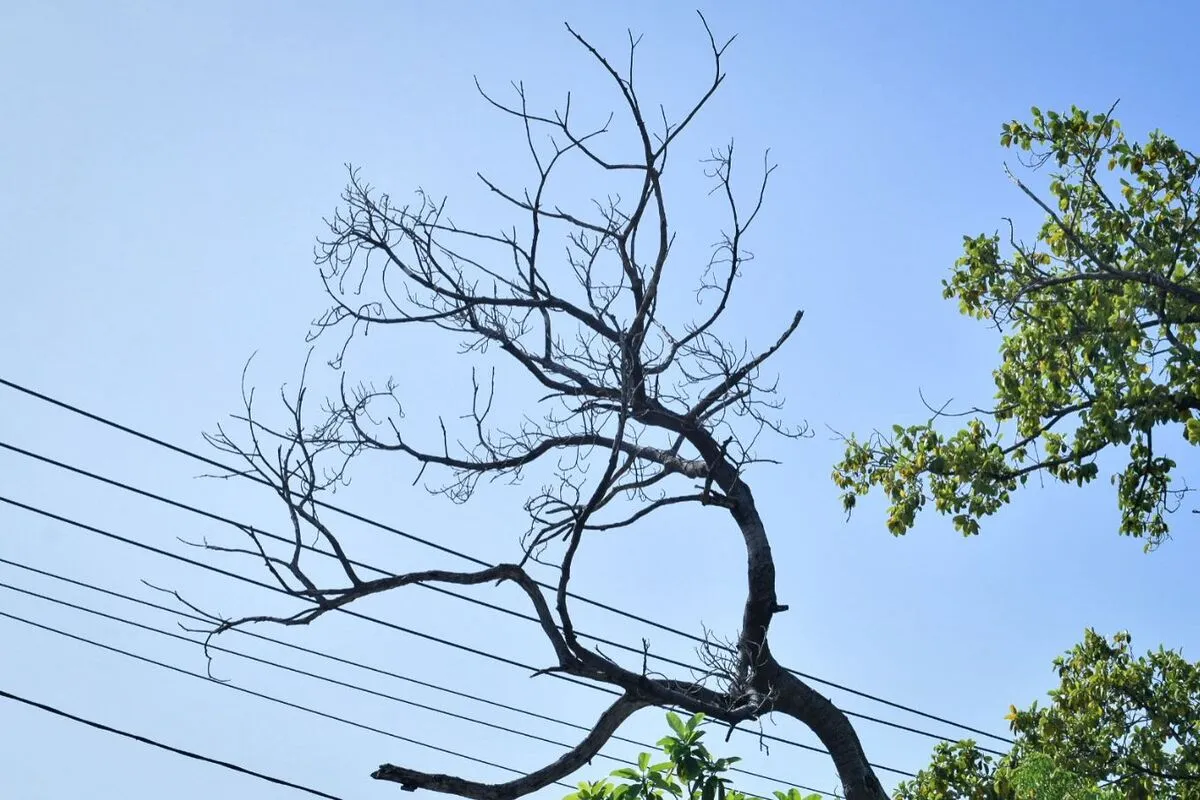 Árboles con troncos huecos, raíces expuestas, inclinaciones pronunciadas y ramas secas o agrietadas evidencian un avanzado deterioro fitosanitario y representan un riesgo de caída durante la temporada de lluvias y vientos en Valledupar. Foto: Said Armenta.