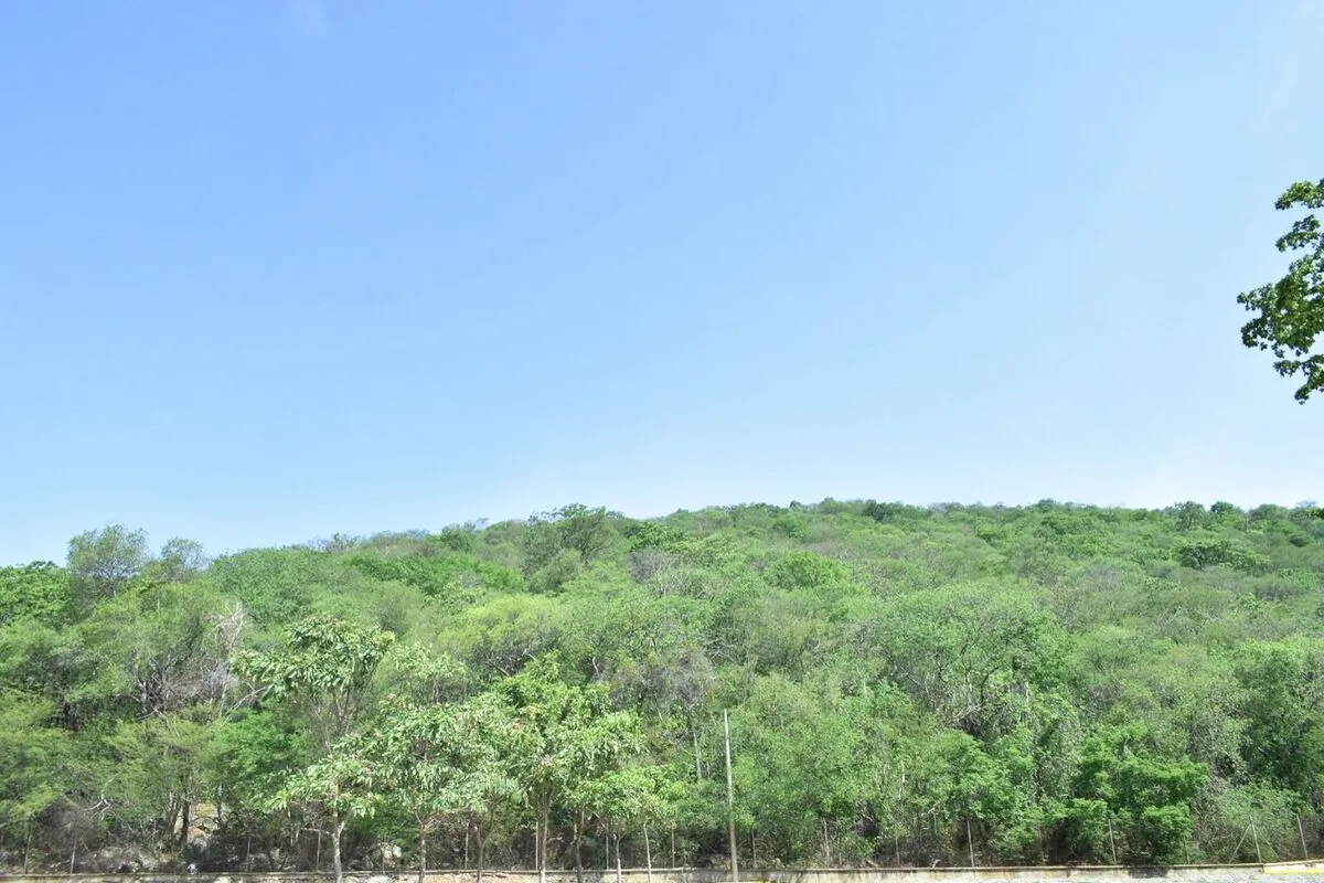 La Mina – Minakalwa – Manalwe Ati Selomina Laminaja, que corresponde al cerro que se levanta detrás de la Casa Indígena. Foto: Said Armenta.