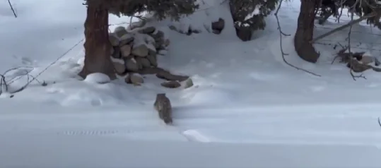 Captura de video de leopardo que atacó a turista.