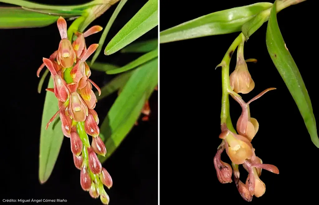 Orquídeas diminutas y de colores intensos florecen en las ramas del bosque nublado de la Sierra Nevada de Santa Marta, donde la Reserva ProAves El Dorado protege uno de los refugios más importantes para estas especies únicas del Caribe colombiano. Foto: Gómez Riaño.