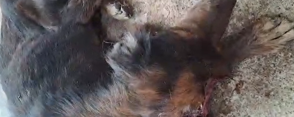 Ante esta situación, los rescatistas hicieron un llamado urgente a la solidaridad de la ciudadanía, invitando a compartir el caso y a realizar aportes económicos.