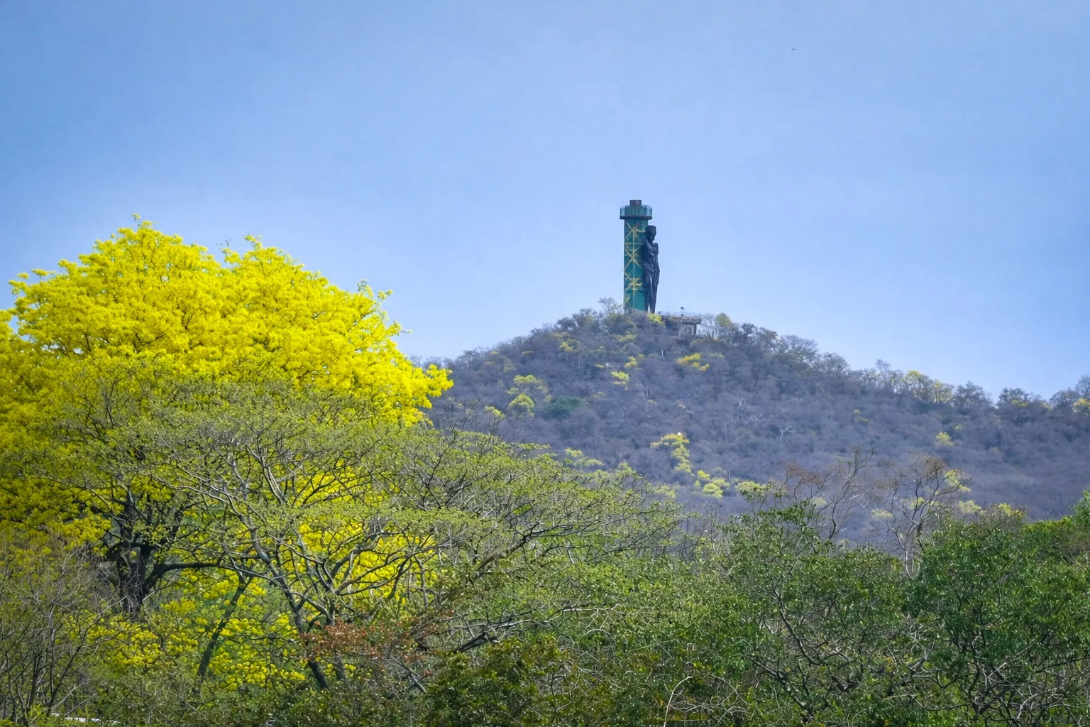 Los cerros del norte de Valledupar recuperan su brillo tras las recientes lluvias. La floración del puy suele durar entre tres y cinco días antes de que los pétalos caigan al suelo. Foto: SAID ARMENTA/ EL PILÓN.