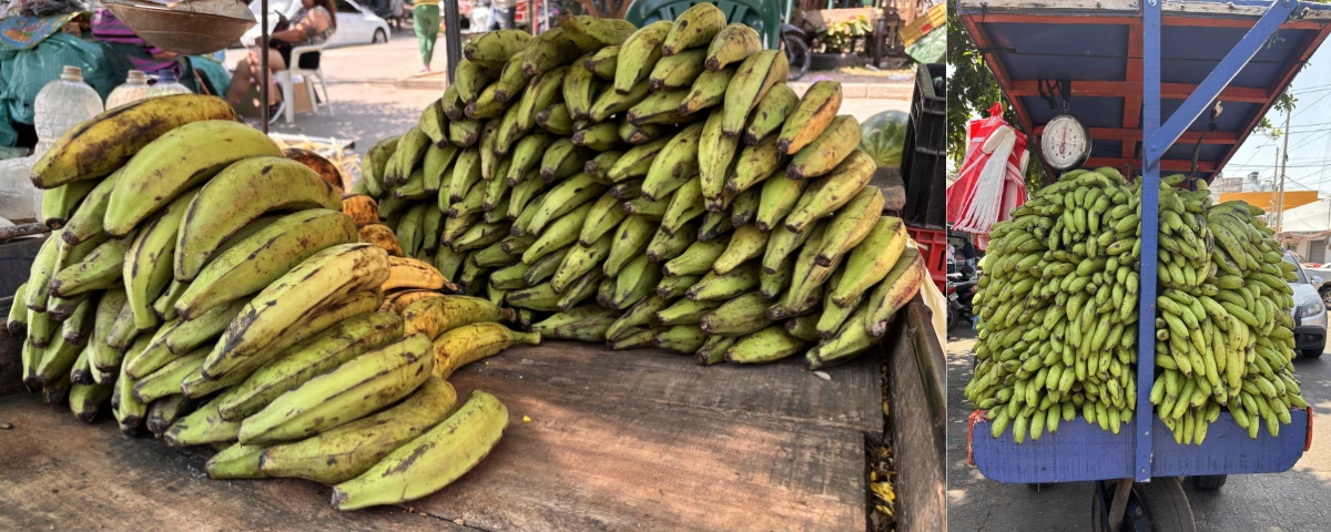 Plátano y guineo verde se encarecen en el mercado de Valledupar, pero cada vez más familias sustituyen el patacón de plátano por patacón de guineo para abaratar el almuerzo sin renunciar al sabor costeño. Foto: EL PILÓN.