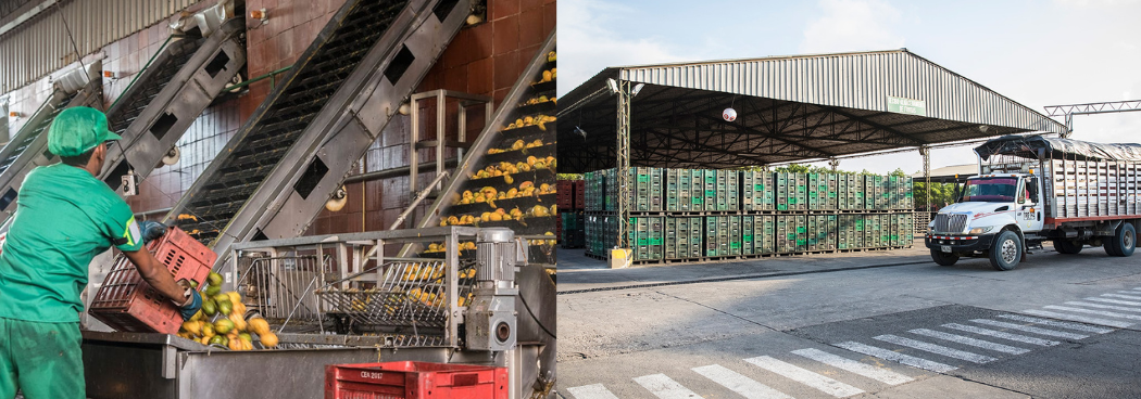 web-Cómo llevar el mango de Valledupar al mercado mundial, habla el empresario Sergio Karagumechian