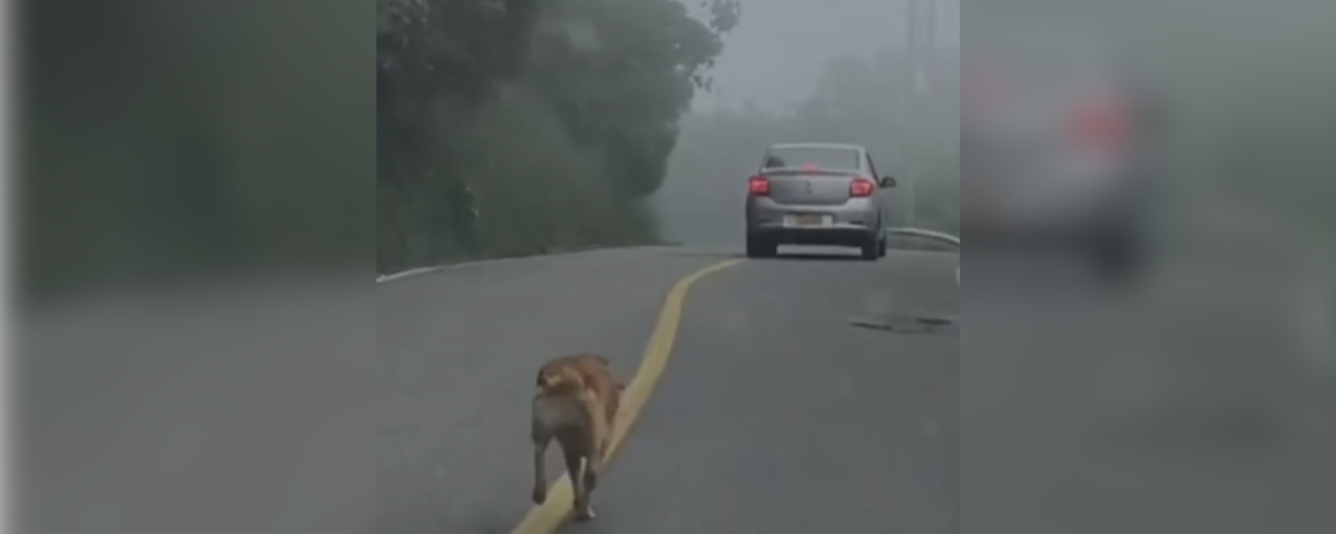 Las imágenes, compartidas por la comunidad a través de redes sociales, permitieron que las autoridades conocieran el caso.