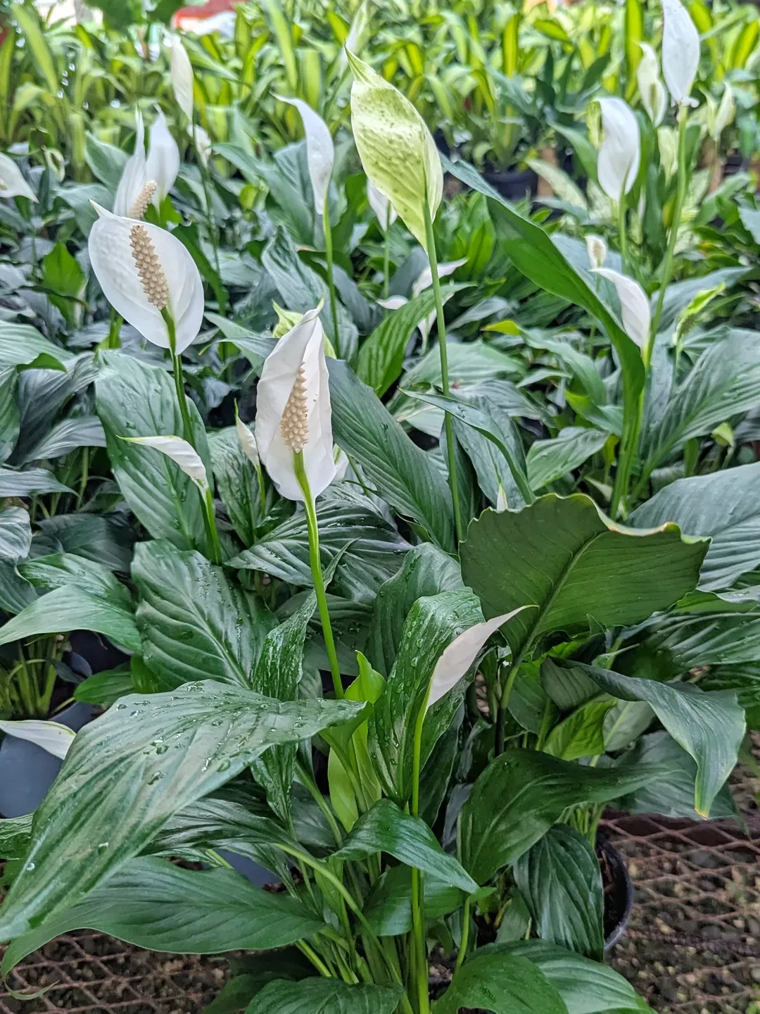 Plantas ornamentales reemplazan las palmas silvestres en este Domingo de Ramos, un ejemplo es “la cuna de Moises”. Fuente: viveroyjardineriafortunato