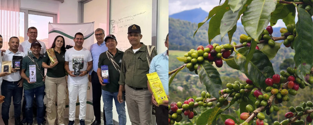 Alcaldía inició proyecto para renovar 850 hectáreas de café.