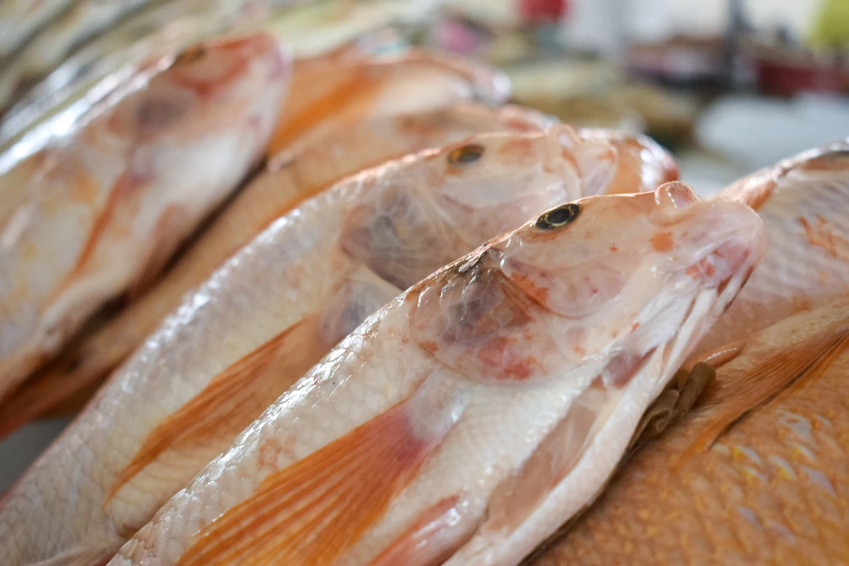 Pescado seco en buen estado exhibido en el Pabellón del Pescado de Valledupar, con color uniforme y textura firme, listo para la venta en plena temporada de Semana Santa. Foto: Said Armenta.