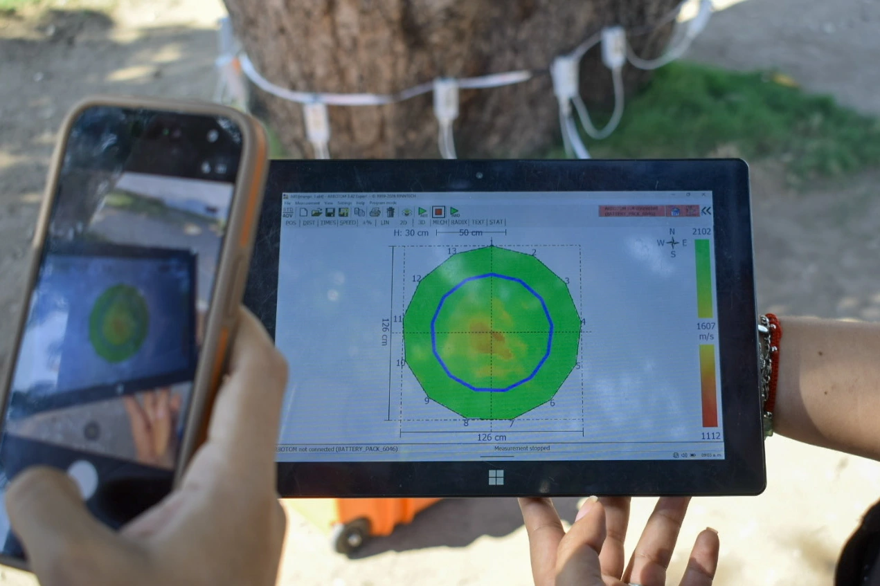 Imagen de la tomografía sónica del palo’e mango proyectada en la tablet, donde se observa el “corte” interno del tronco que servirá de base para el diagnóstico que se presentará en el Noveno Foro del Árbol. Foto: Said Armenta.