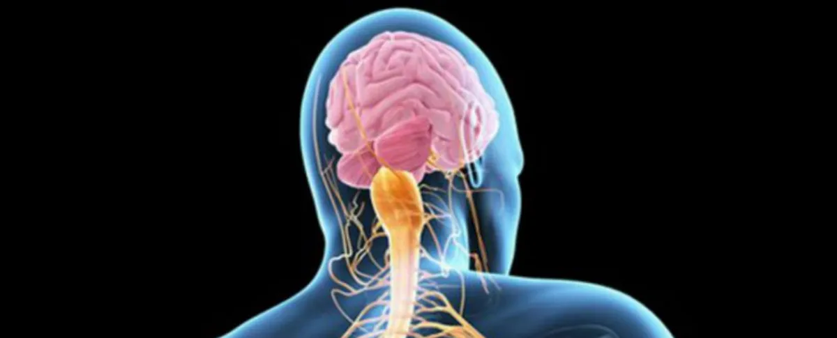 A medida que estas neuronas se deterioran o mueren, los músculos dejan de recibir señales para moverse.