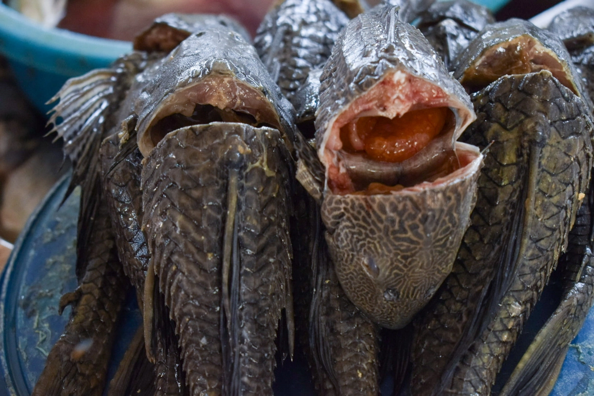 Pescado fresco en buen estado en el Pabellón del Pescado de Valledupar, con ojos brillantes, agallas rojas y carne firme, listo para la mesa de Semana Santa. Foto: Said Armenta.
