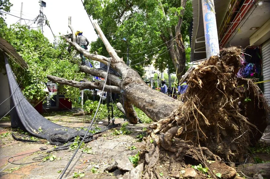 Árboles caídos evidencian el riesgo que representa el arbolado urbano sin mantenimiento preventivo en Valledupar. Foto: Archivo.