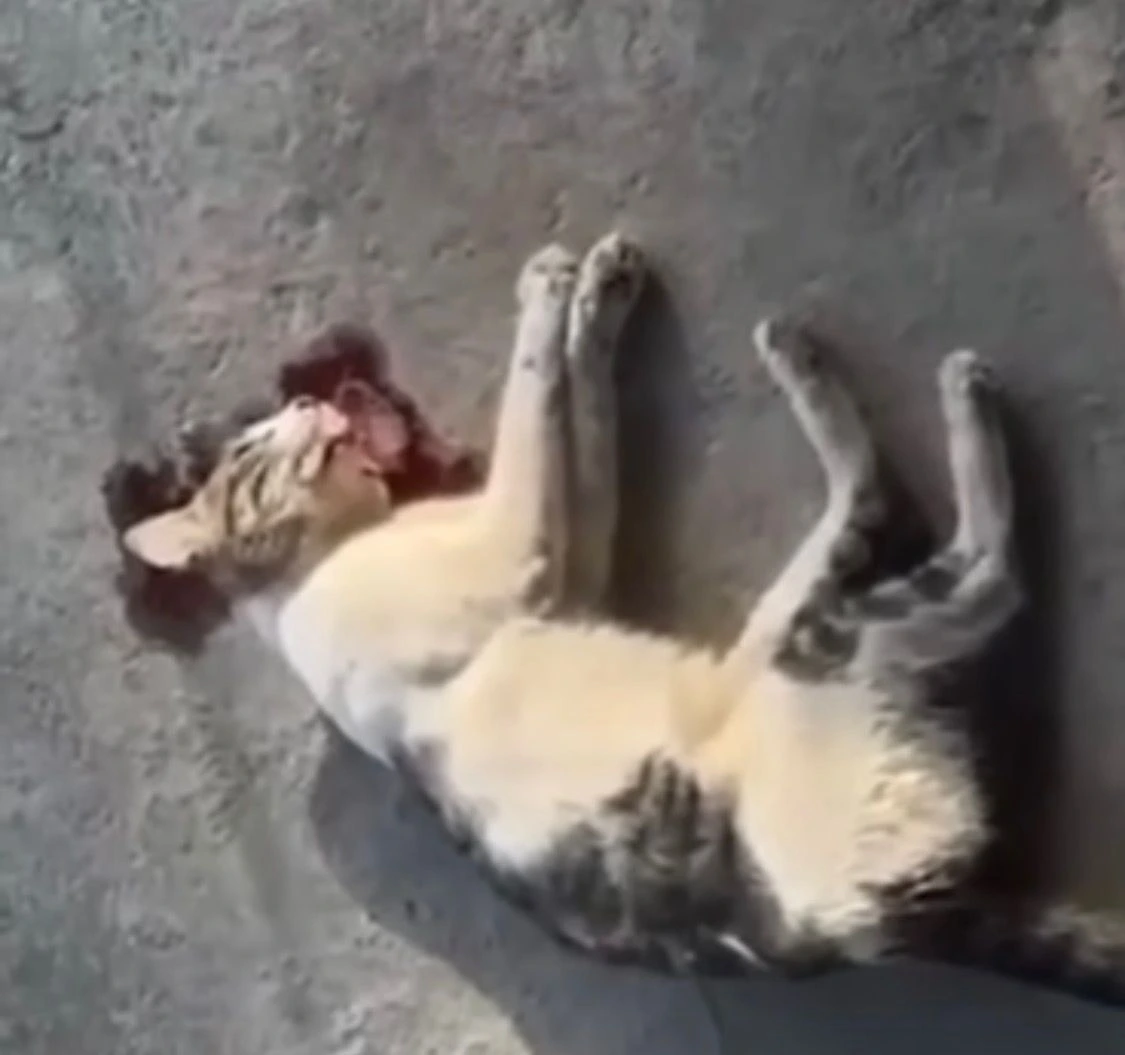 El hecho se estaría presentando en el conjunto residencial Balcón de Santa Elena.