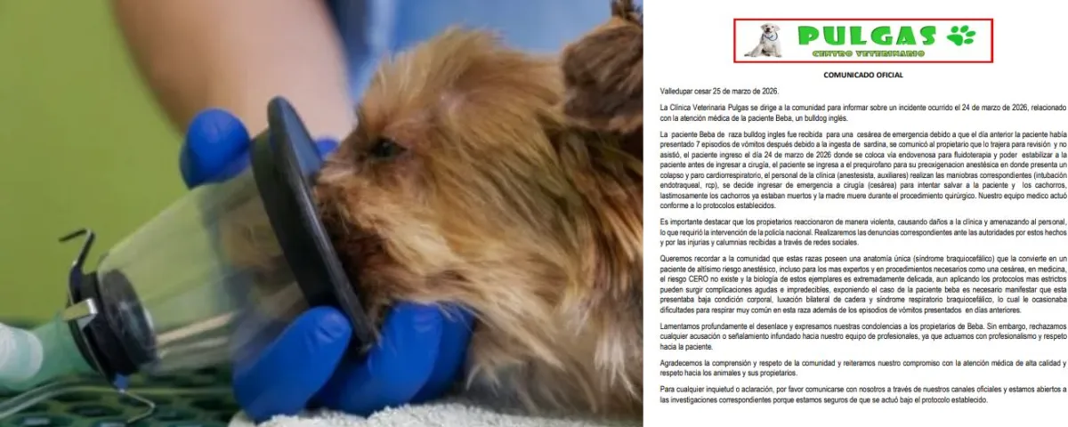 Clínica Veterinaria Pulgas asegura que la perra y sus cachorros ya estaban muertos al iniciar la cesárea de emergencia.