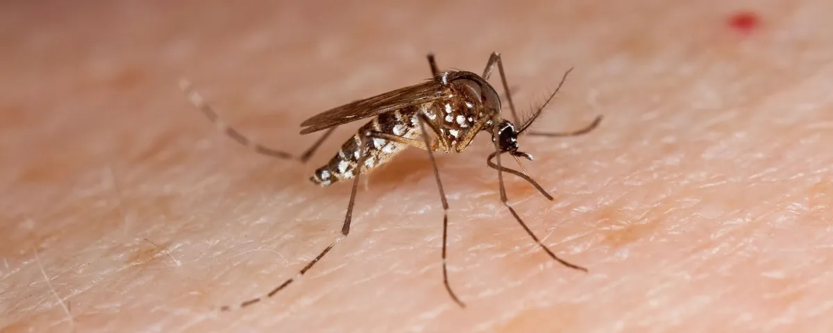 El mosquito Aedes aegypti, principal transmisor del dengue, es fácilmente reconocible por sus patas con rayas blancas y su tamaño diminuto. Foto: CDC.