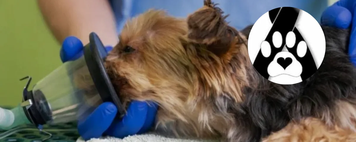 Ciudadano denuncia muerte de su mascota minutos después de ingresarla a una veterinaria en Valledupar.