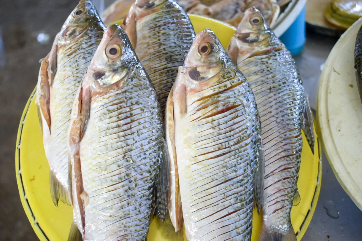 Bandejas de bocachico fresco listas para la venta en el Pabellón del Pescado de Valledupar durante la Semana Santa. Foto: Said Armenta.