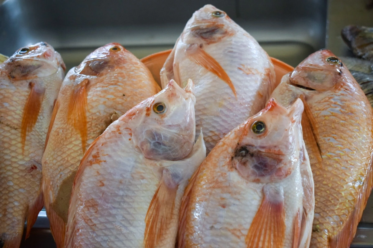 Mojarra roja y negra en bandejas, una de las opciones más buscadas por las familias vallenatas en la temporada de Semana Mayor. Foto: Said Armenta.