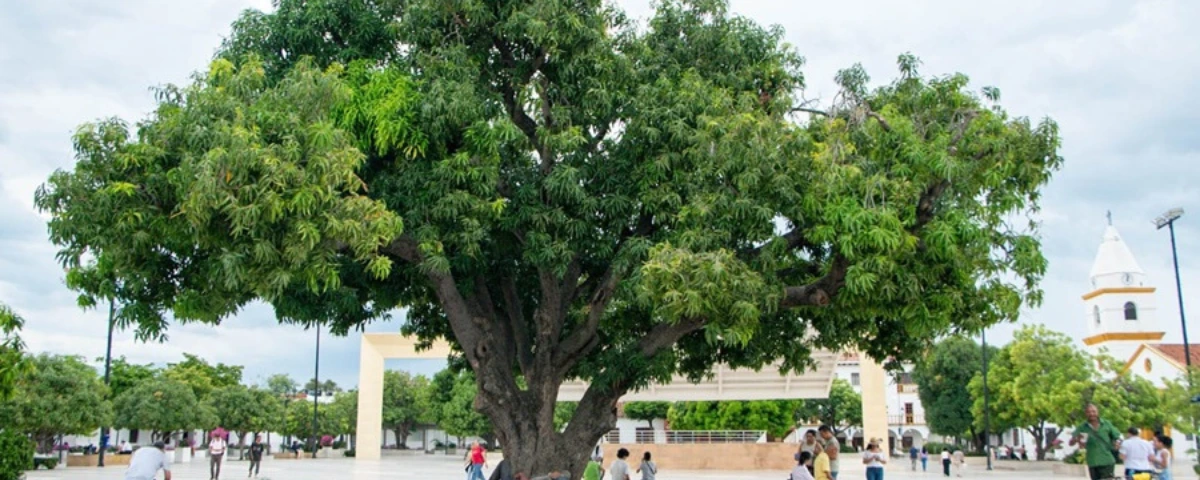 El histórico árbol de mango en Valledupar