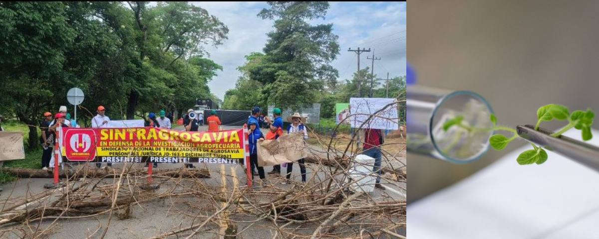 Agrosavia y el Ministerio de Agricultura discuten el futuro de los bancos de germoplasma, clave para la conservación del patrimonio genético y la seguridad alimentaria del país.