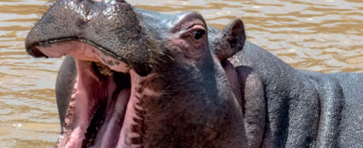Hipopótamos en Colombia.