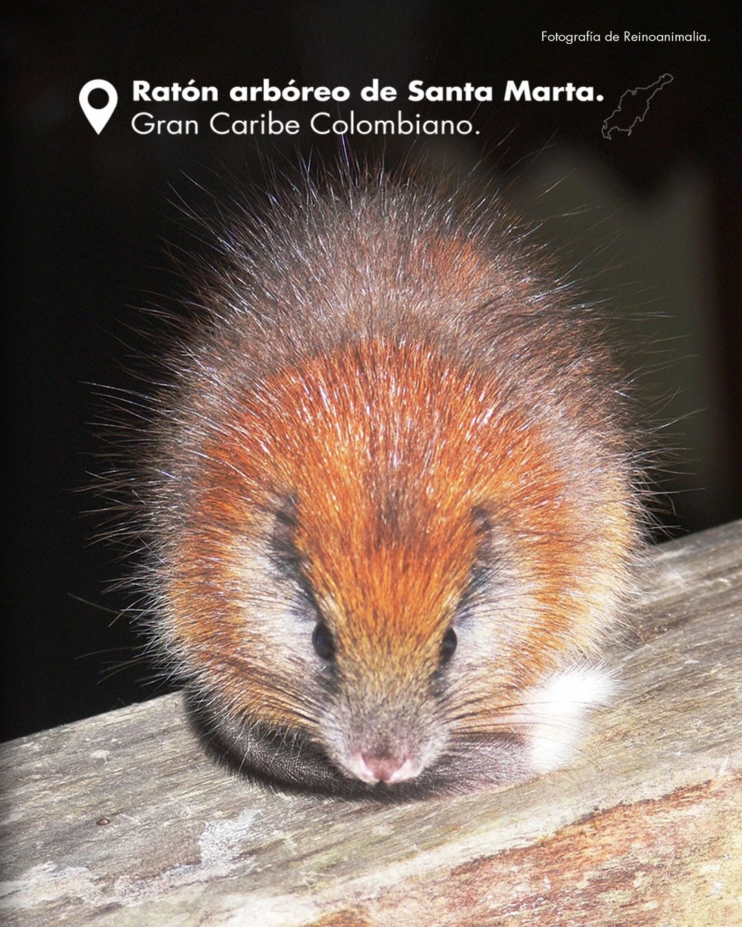 Fauna nativa de la Sierra Nevada de Gonawindúa, como el manatí, el mono araña, el ratón y el puercoespín de la Sierra, enfrenta amenazas silenciosas en medio de la expansión humana. Foto: Reinoanimalia.