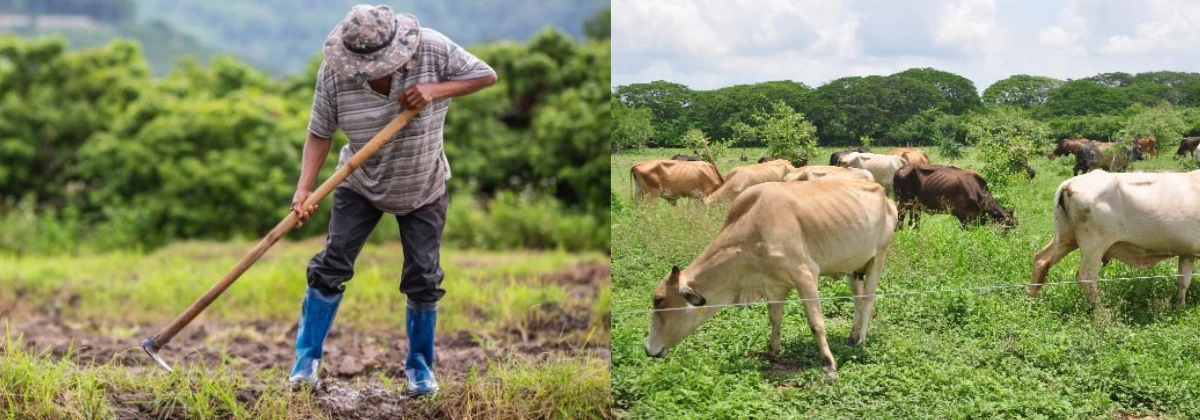 web-El campo del Cesar se empobreció, según el Dane.