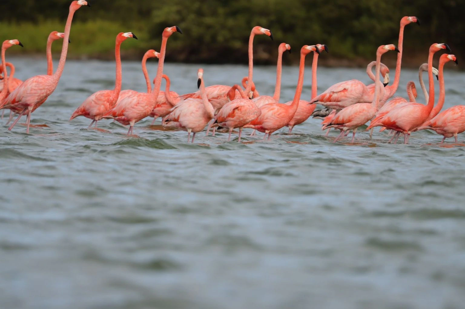 Santuario de Fauna y Flora Los Flamencos, en el corregimiento de Camarones (Riohacha), uno de los puntos que las autoridades wayuu mencionan como ejemplo de cómo el nuevo decreto de la Línea Negra se superpone a normas ambientales. Foto: Parques Nacionales.