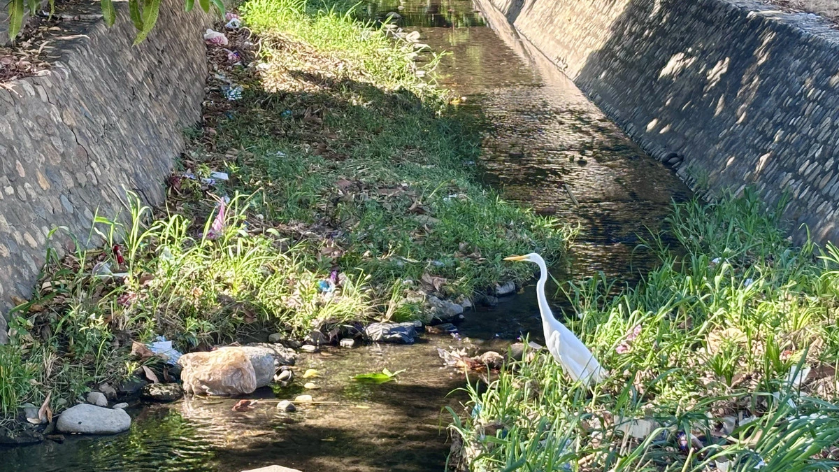 Basura y malos olores se acumulan en la acequia ‘La Solución’, en la avenida Los Militares, uno de los puntos críticos señalados por la comunidad en el sur de Valledupar. Foto: EL PILÓN.