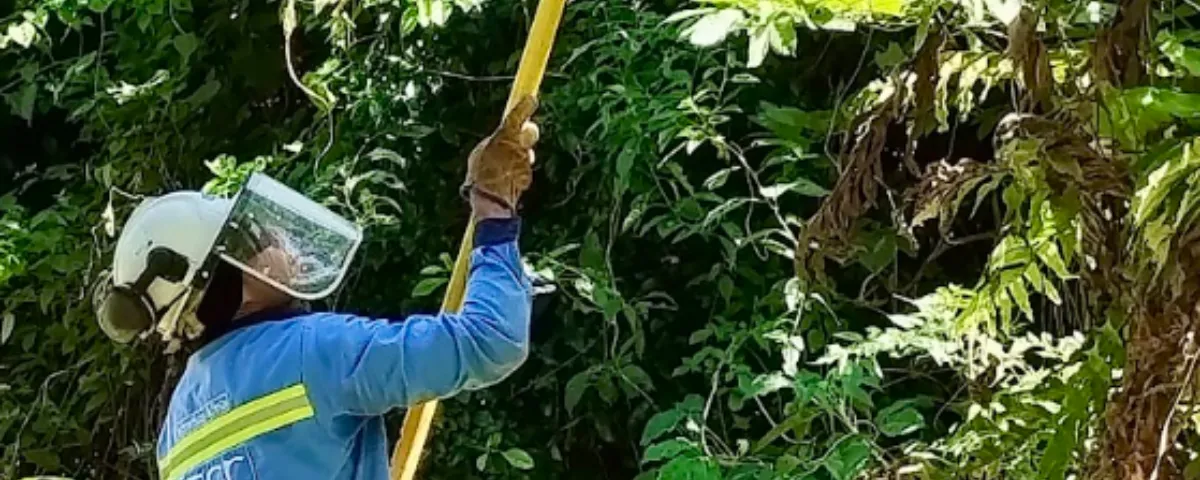 Personas de Afinia realizando podas