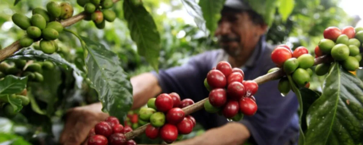 Los caficultores colombianos podrán inscribir sus candidaturas hasta el 30 de junio para participar en las elecciones gremiales que definirán los nuevos líderes de la Federación Nacional de Cafeteros