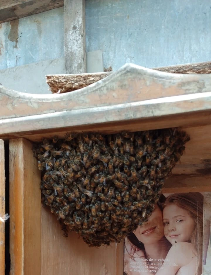 Colmena de abejas africanizadas en estructura urbana en el barrio Los Fundadores de Valledupar, reporte del pasado 9 de junio del 2026. Foto: Cortesía.