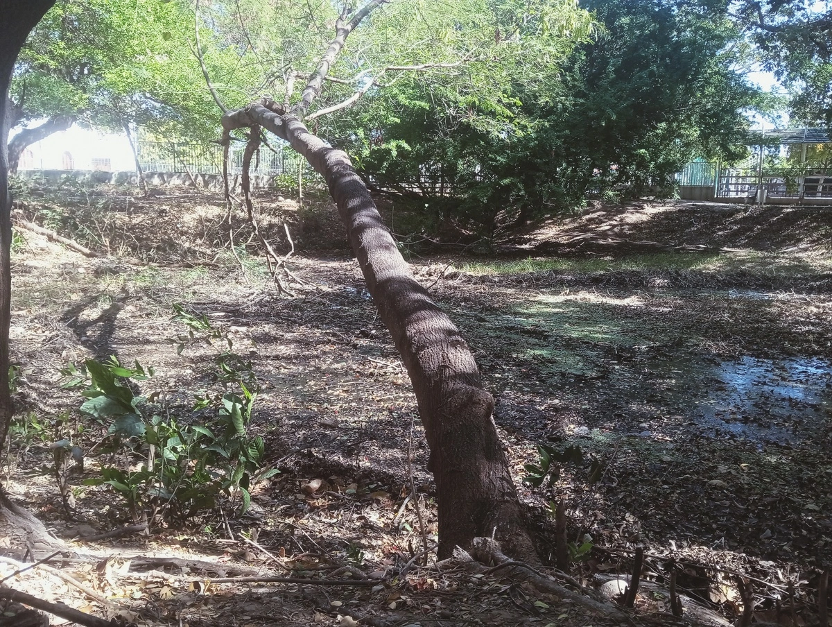 Humedal María Camila Sur, donde la invasión de pajón, el agua estancada y la pérdida de cobertura nativa evidencian la degradación del ecosistema. Foto: EL PILÓN.