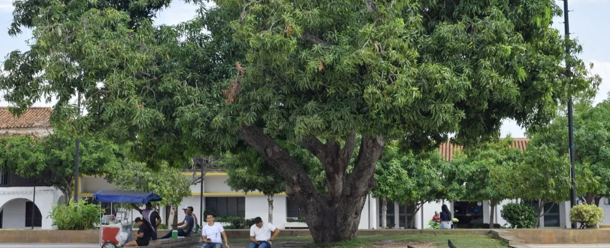 Árbol en Valledupar.
