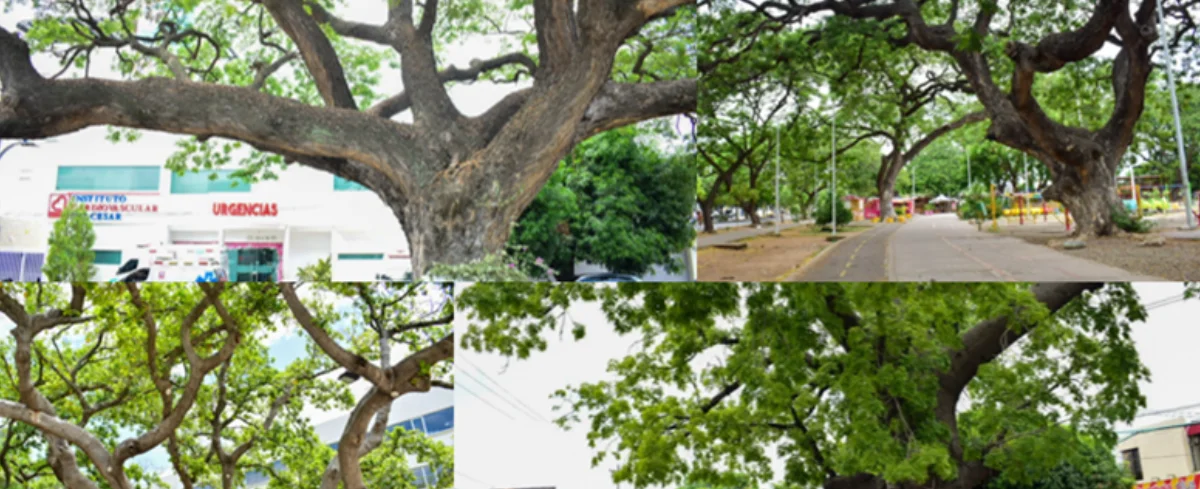 Árboles declarados patrimonio en Valledupar.