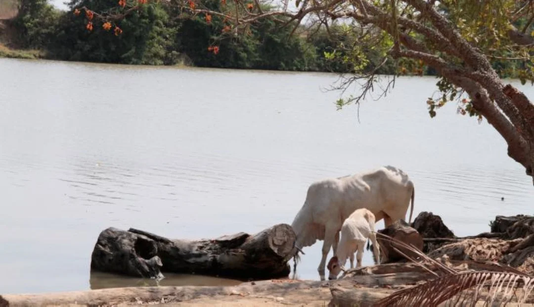 Fedegán propuso reforzar el abastecimiento de agua, alimento y crédito para reducir las pérdidas ganaderas que deja la sequía en el Cesar. Foto: Colprensa.