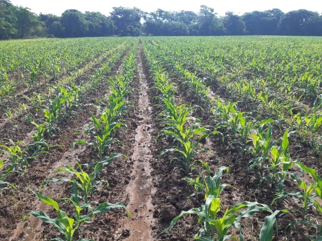 La falta de agua pone en riesgo la siembra de maíz en el norte del Cesar, un cultivo fundamental tanto para el consumo como para producir silo destinado a la alimentación del ganado. Foto: ICA